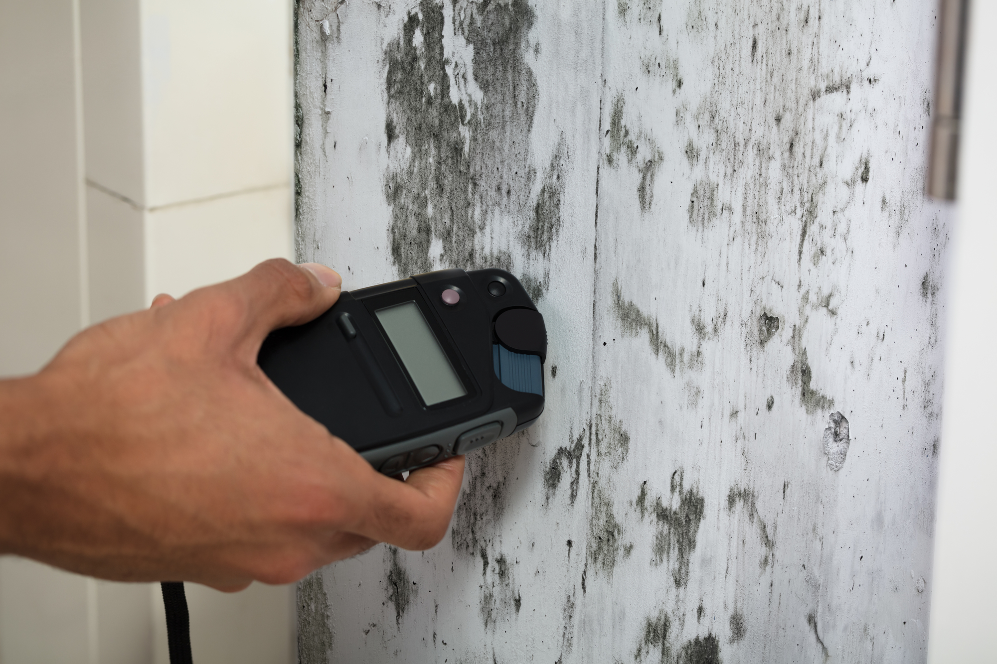 how-to-test-for-black-mold-in-the-house-dr-hagmeyer